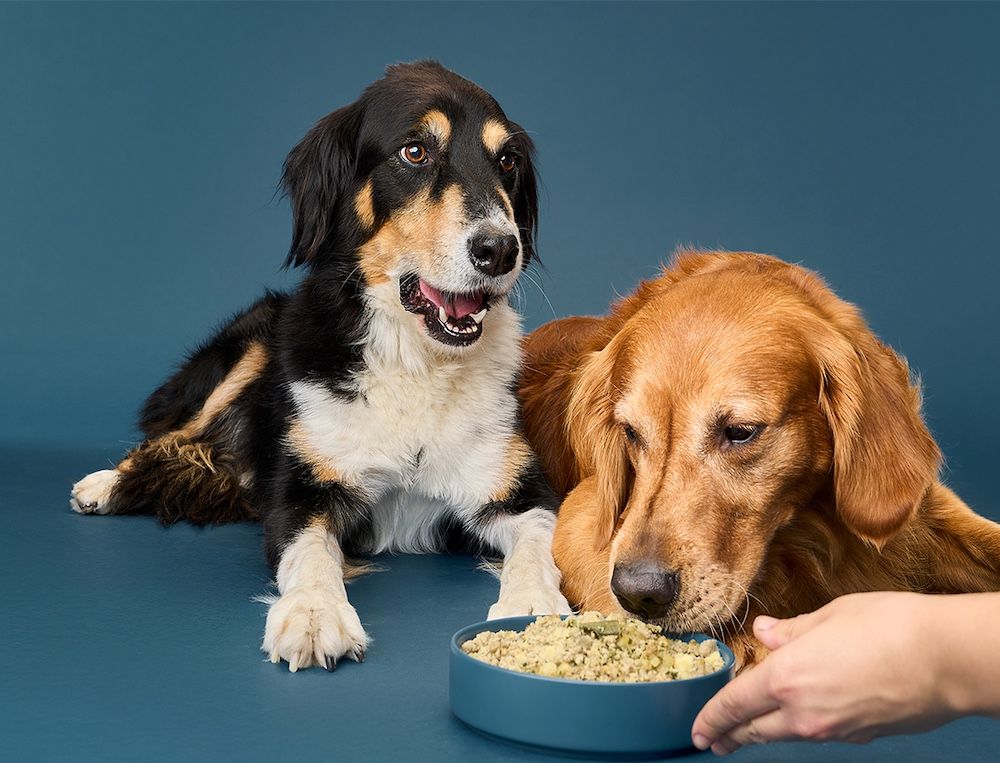 Two dogs laying on the floor are being fed some NomNom dog food.