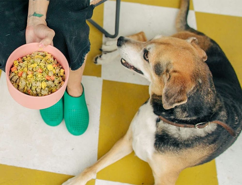 A dog laying on the kitchen floor is about to be fed a bowl of NomNom dog food.