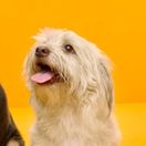 A headshot of an English Sheepdog