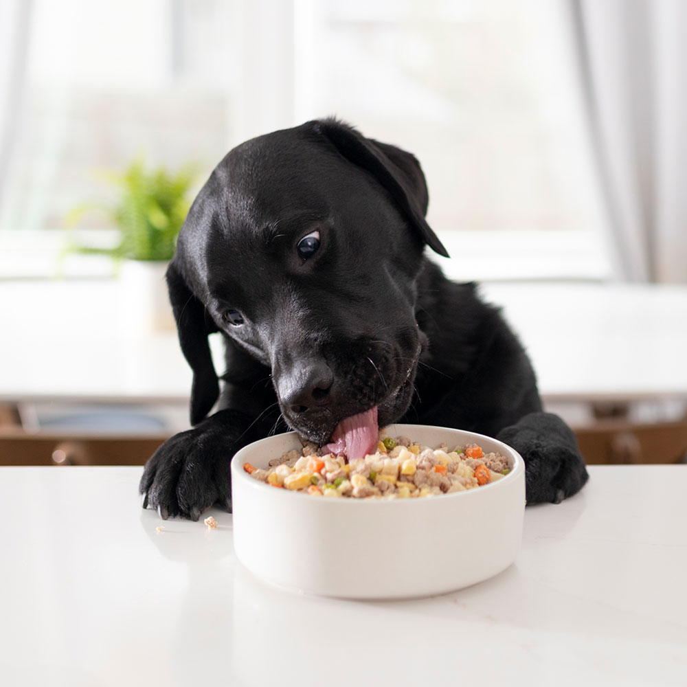 Fresh food for dogs delivered Nom Nom