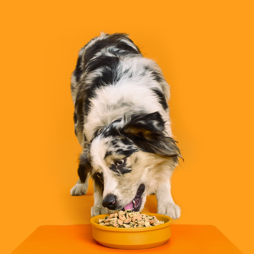 Places to buy dog food best sale