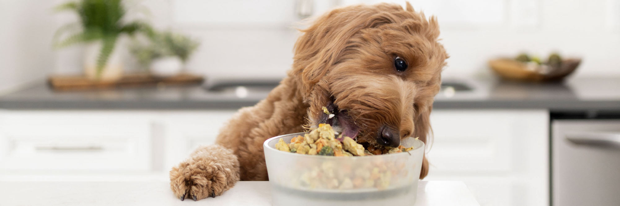 Nom Nom fresh food Sampler Pack for dogs